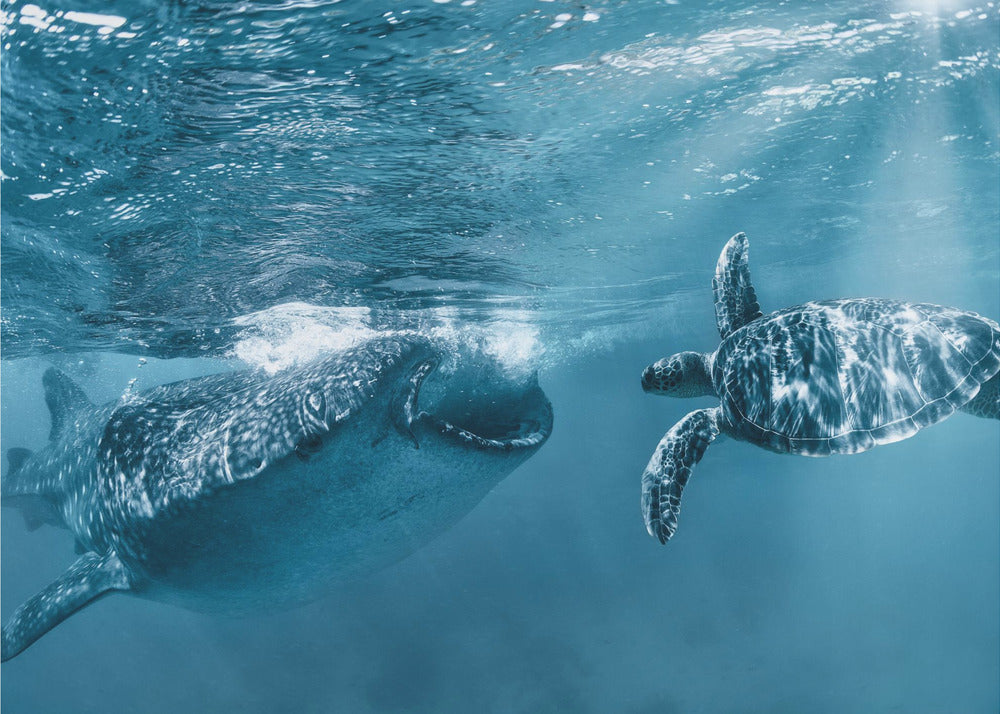 Once at the ocean | Wallpaper