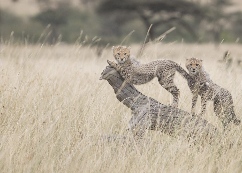 Curious Kitties | Wallpaper