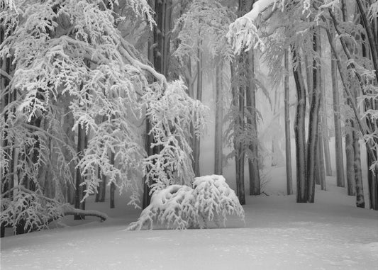 Perfect Winter | Canvas