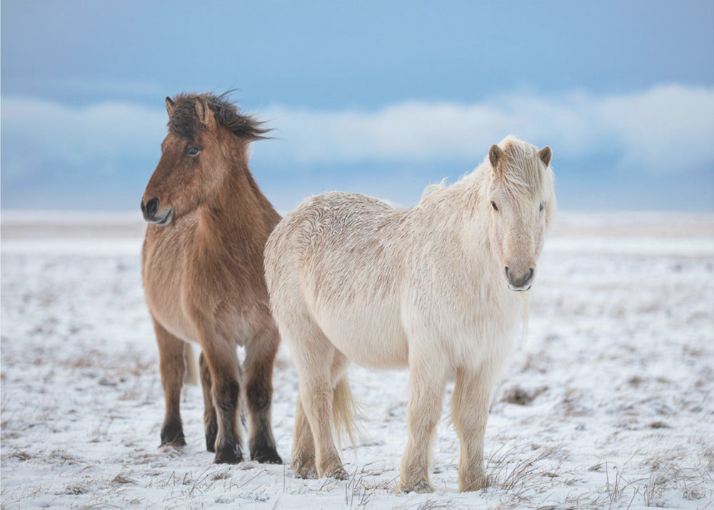 B R O T H E R S | Canvas