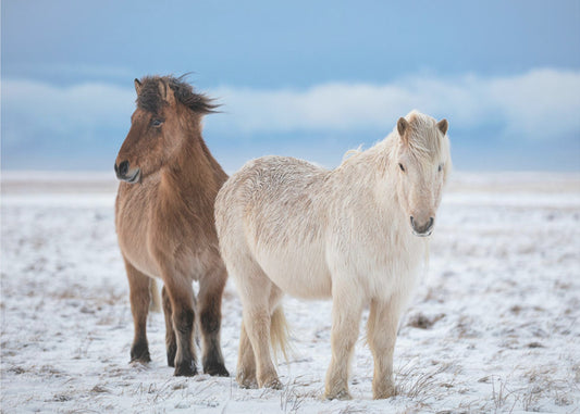 B R O T H E R S | Wallpaper