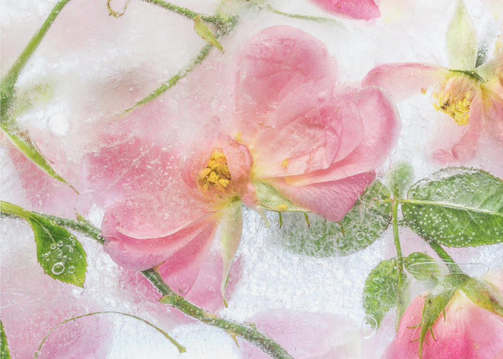Rosa | Poster