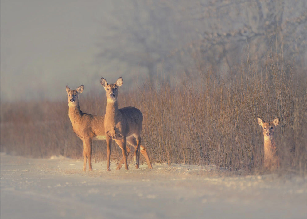Three Deer | Wallpaper