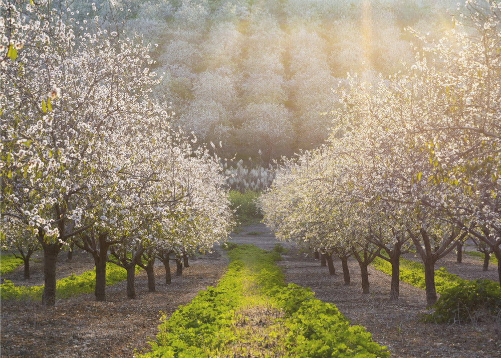 Golden Almonds | Wallpaper