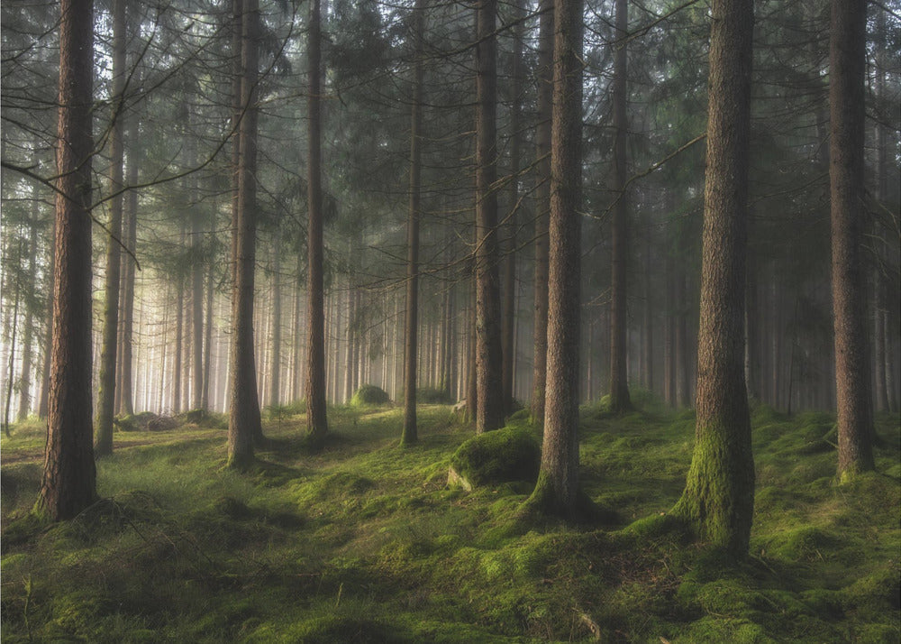 A sense of spring | Wallpaper