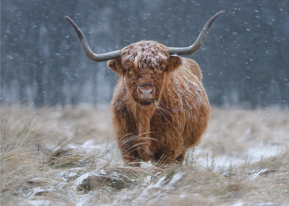 Snowy Highland cow | Poster
