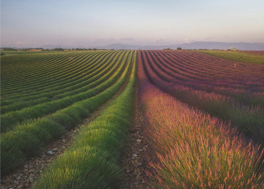 Field of lavender | Canvas