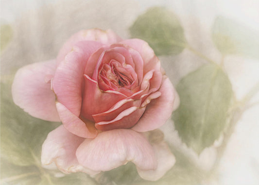 smooth rose | Poster