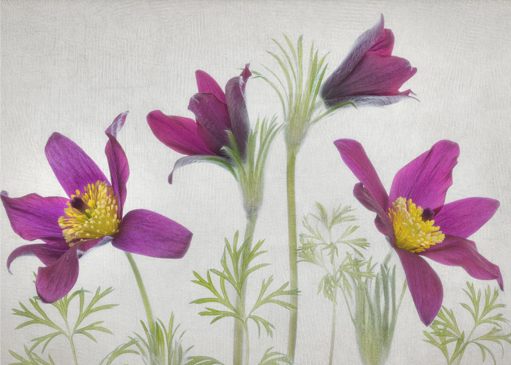 Pulsatilla | Poster