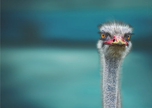 Ostrich Protecting two Poor Chicken from the Wind | Poster