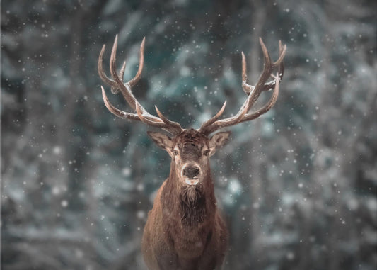 Deer King | Poster