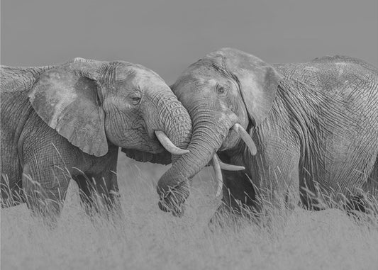 Elephant Flight | Poster