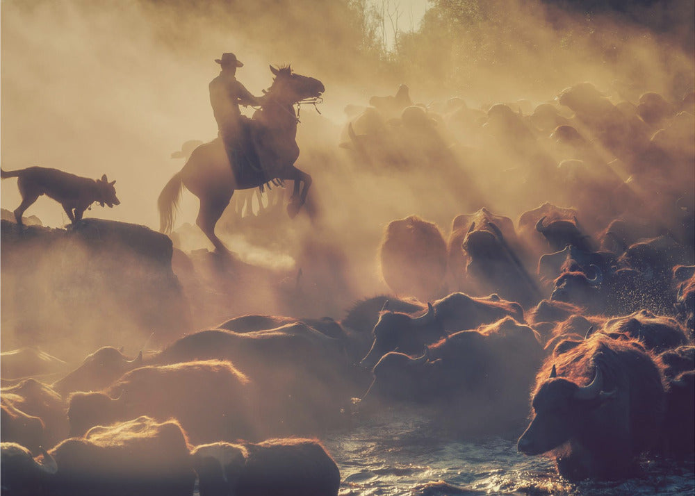 The buffalo shepherd | Poster