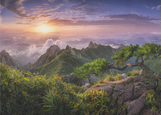 Pine tree on the rock | Wallpaper