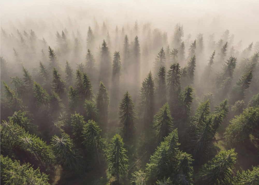 The Army of Firs | Poster