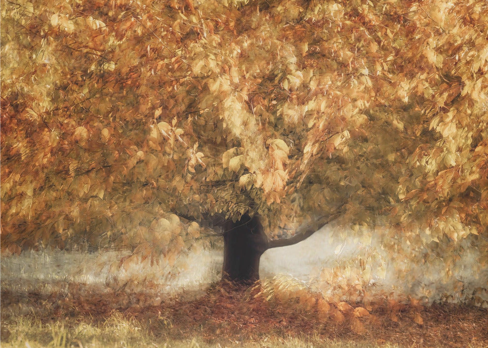 Gold colors | Poster