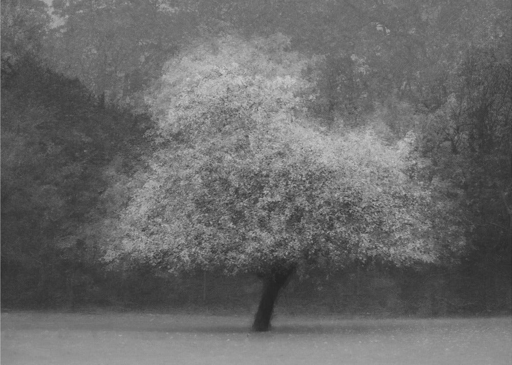 Tree magic | Wallpaper