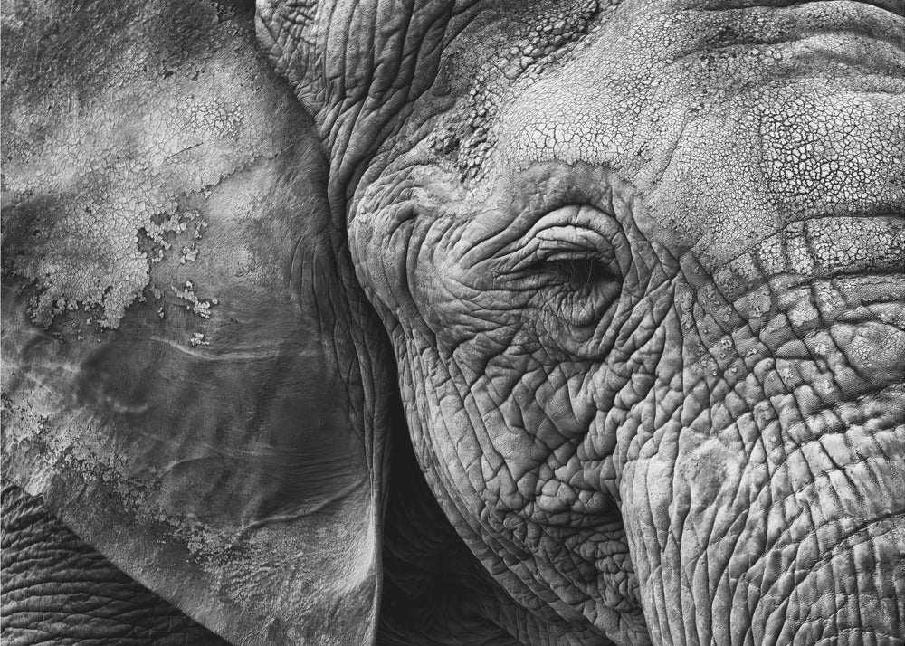 Elephant skin | Wallpaper