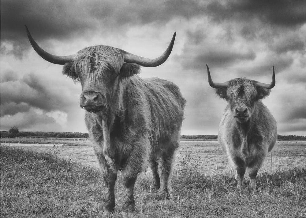 Highlands | Wallpaper