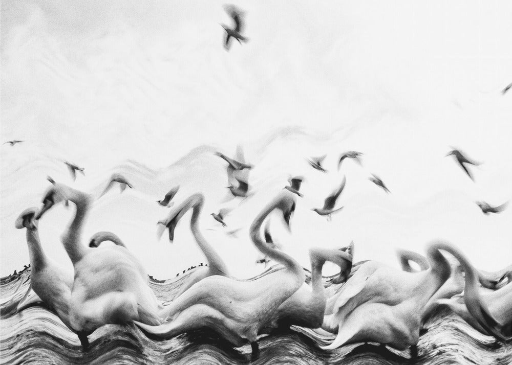 Swans waves | Wallpaper