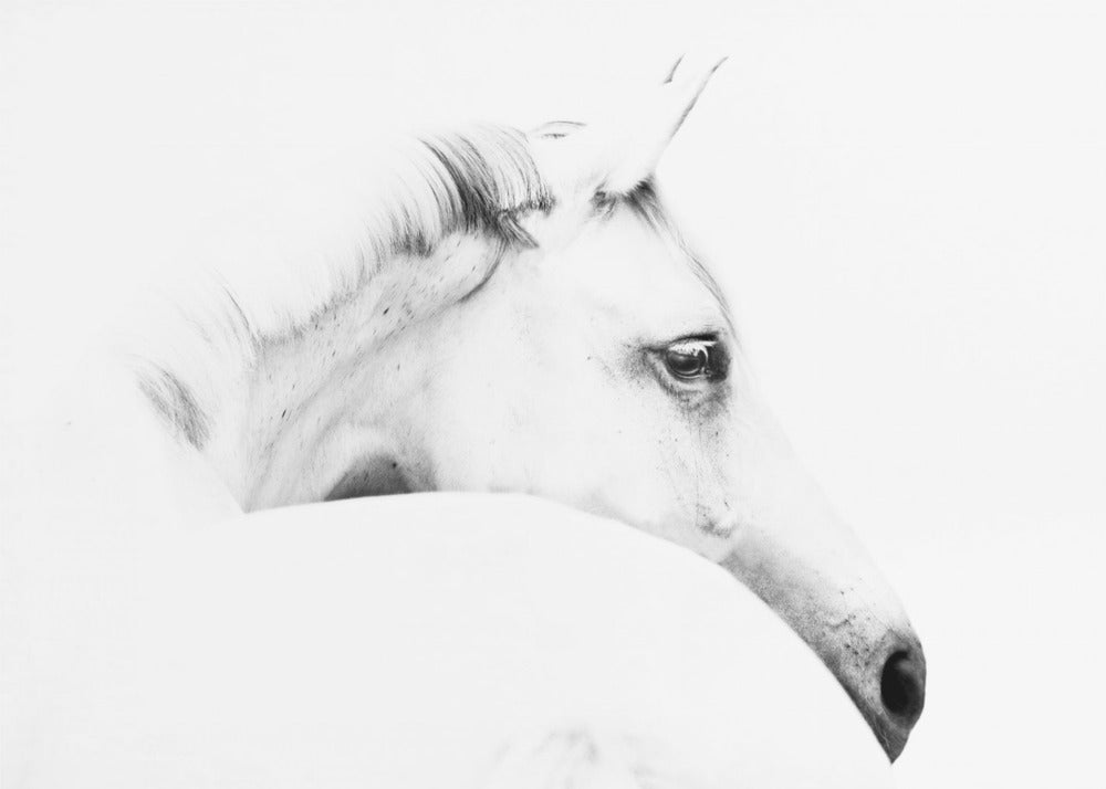 horse and minimalism | Canvas