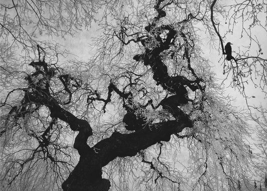 if on a winter's day | Wallpaper