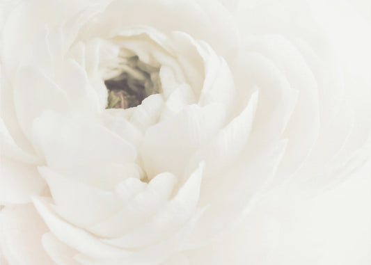 White Flower 02 | Canvas