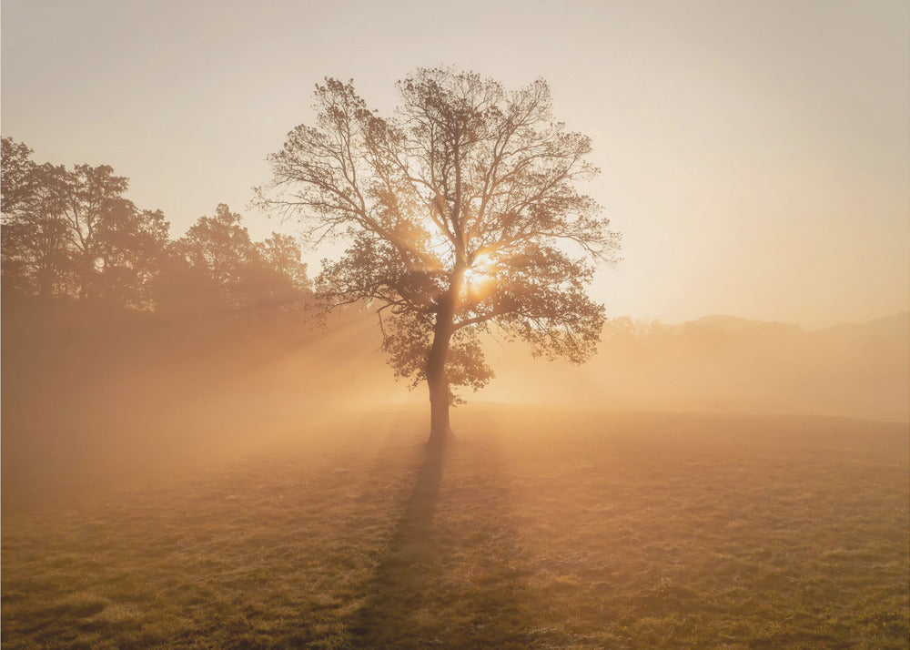 Lonely tree | Poster