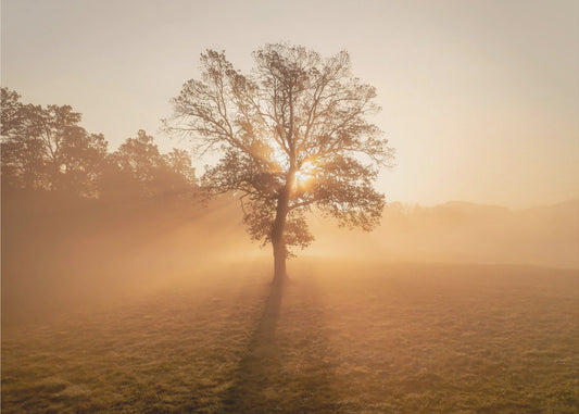 Lonely tree | Canvas