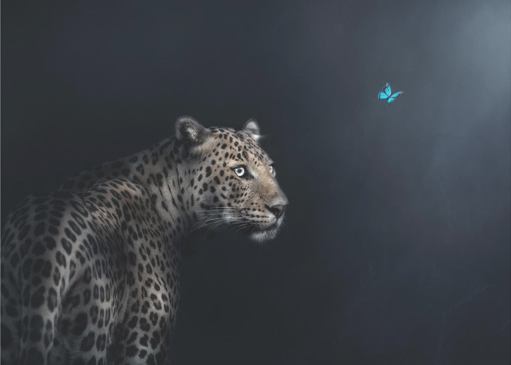 Imagination | Poster