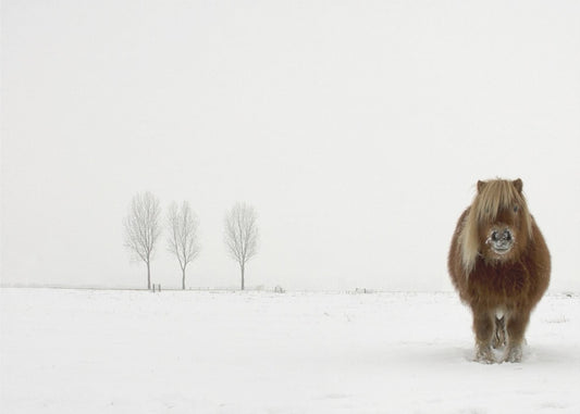 The cold pony | Poster