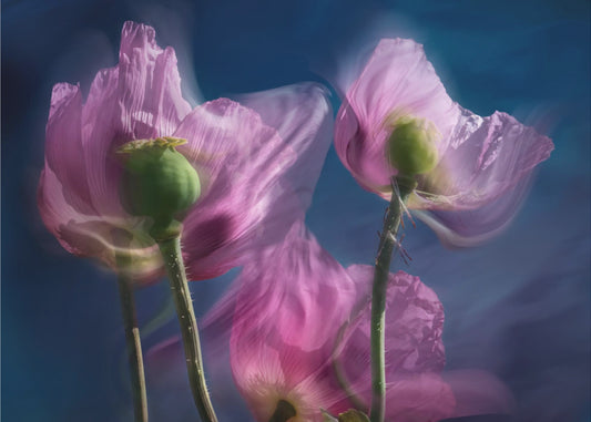 Poppies by the wayside | Wallpaper