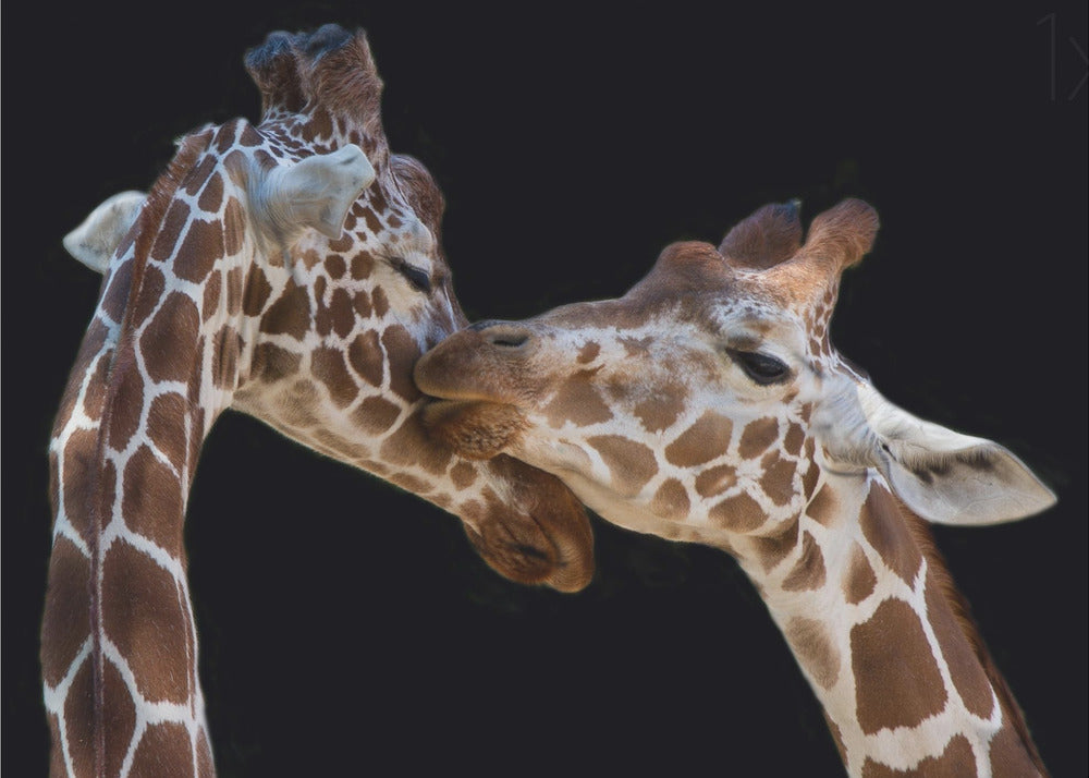 The kiss | Canvas