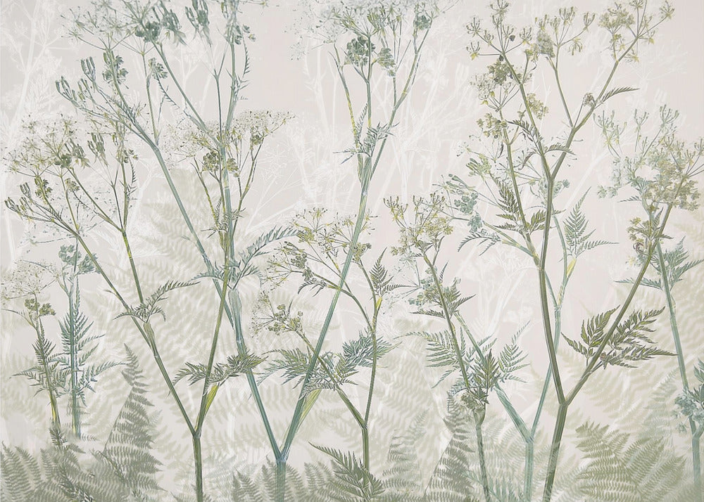 Cow parsley | Poster