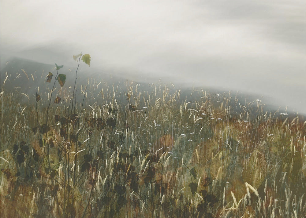 In the field | Poster