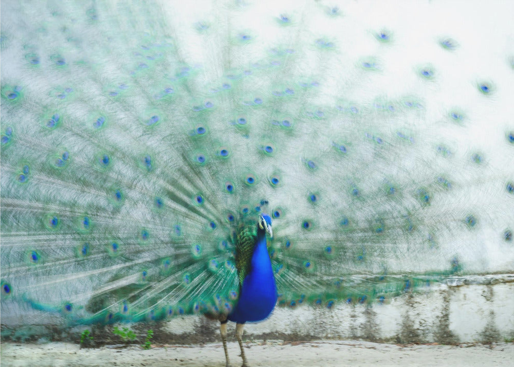 Peacock | Poster