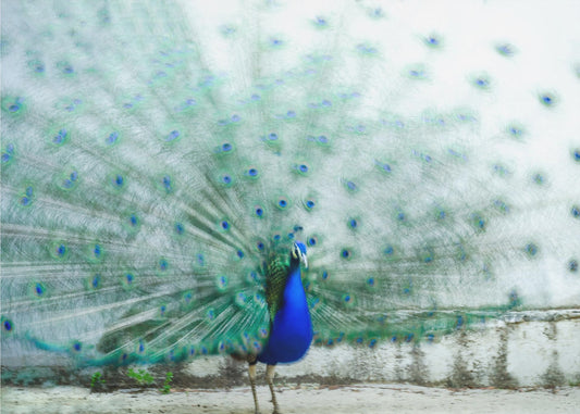 Peacock | Canvas
