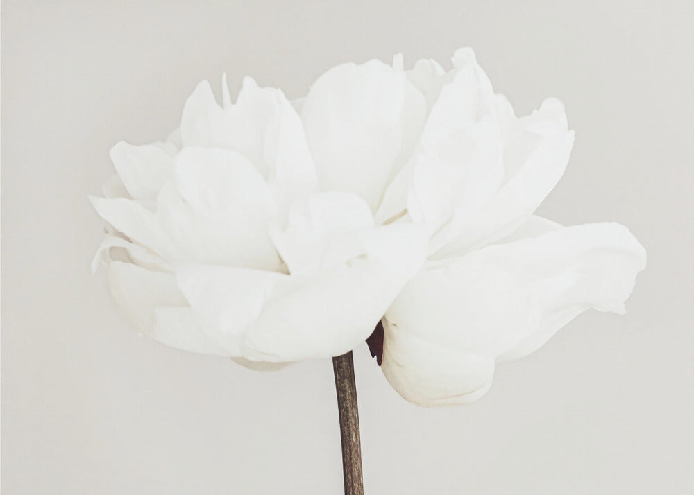 Peony 11 | Wallpaper