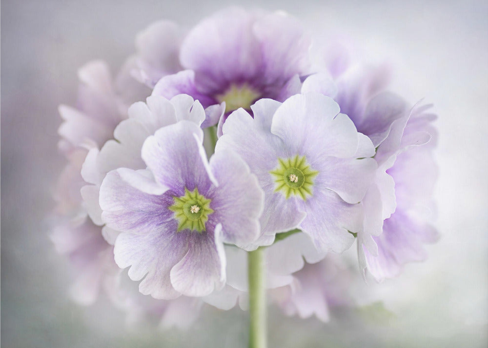 Primula | Poster