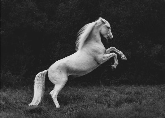 a short story of a blade of grass in a hoof | Wallpaper