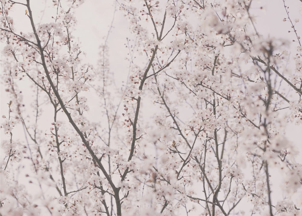 Spring blossoms | Canvas