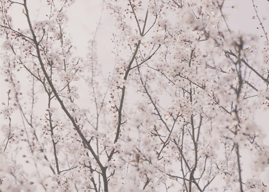 Spring blossoms | Canvas