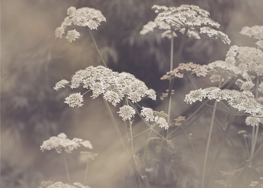 Wild Parsley | Canvas