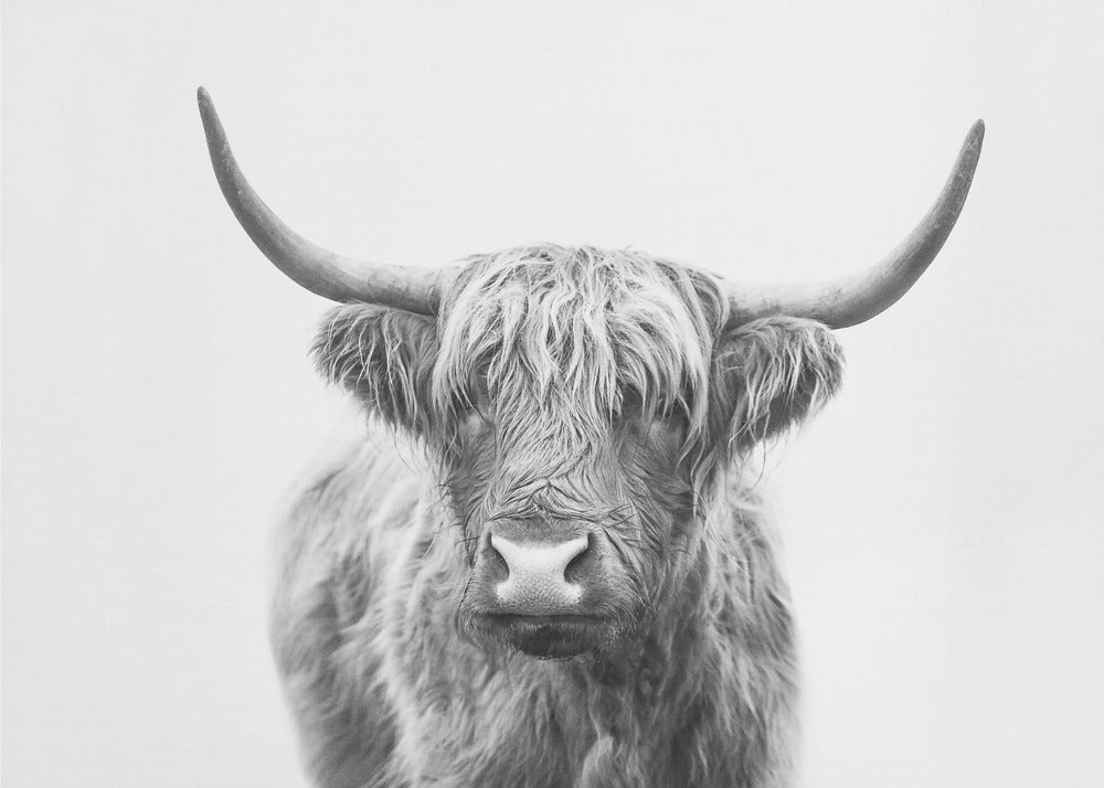 Highland Bull | Poster