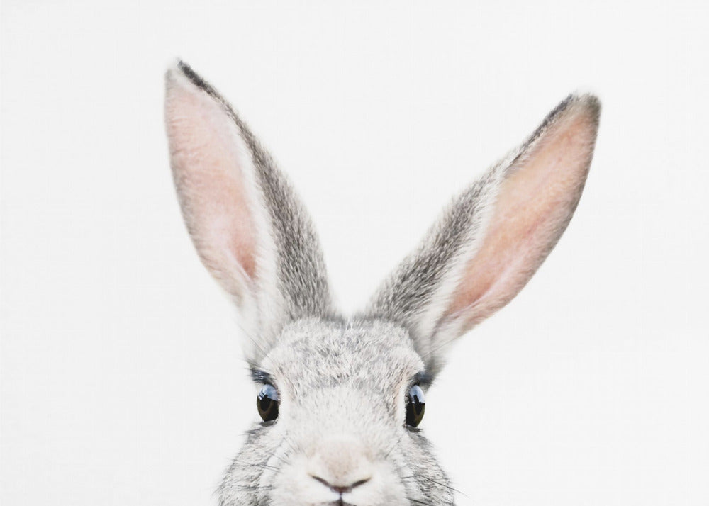 Peeking Bunny | Poster