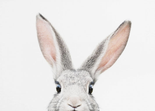 Peeking Bunny | Poster