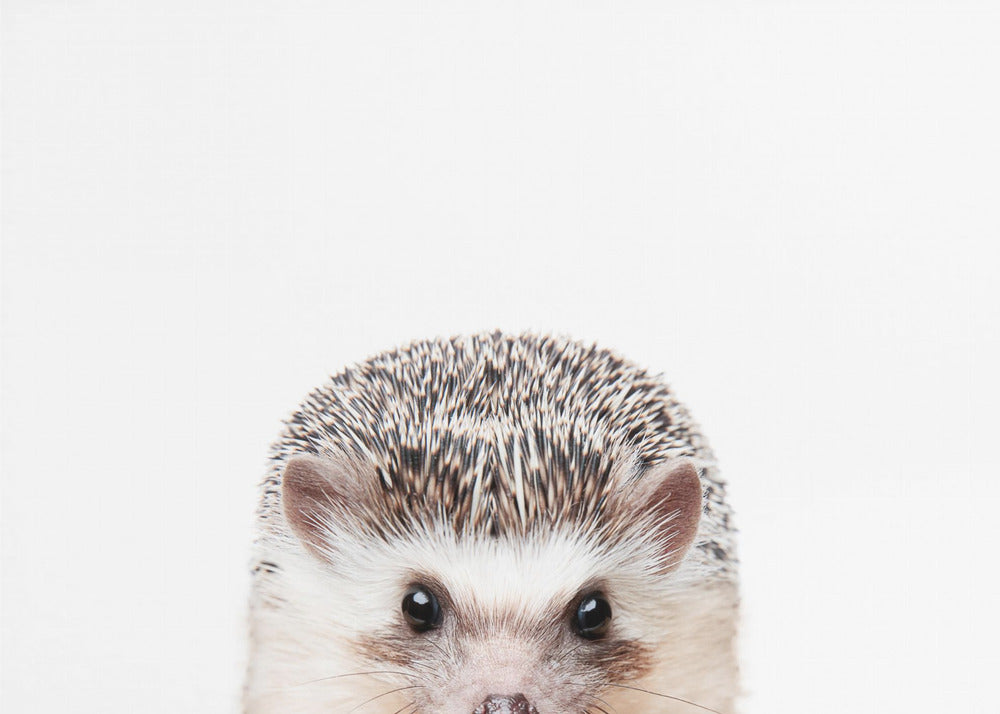 Peeking Hedgehog | Canvas