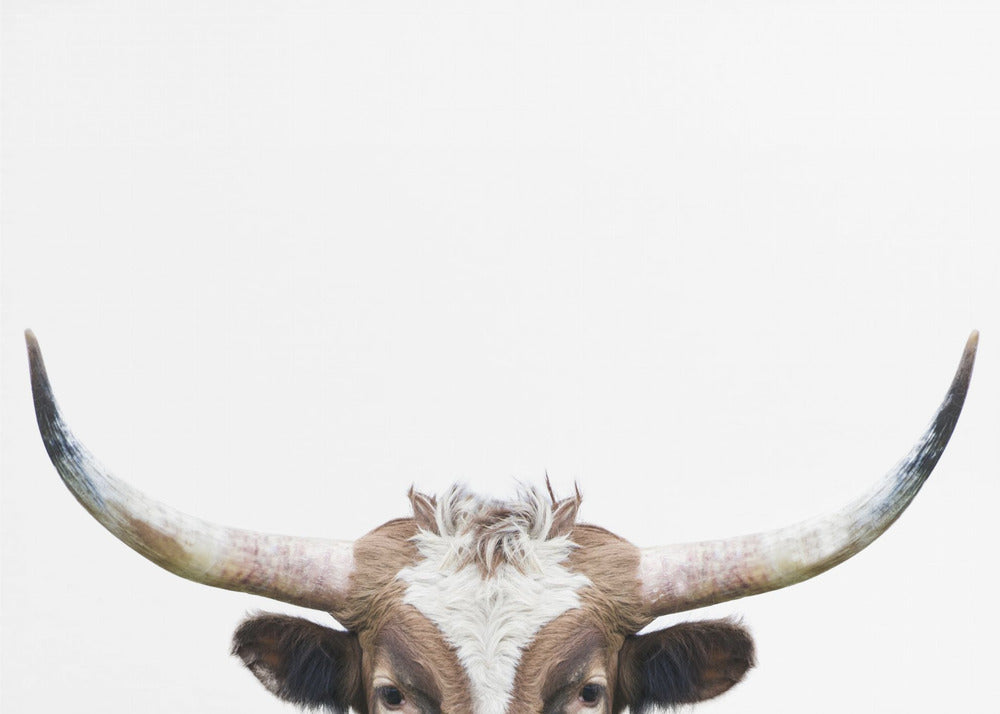 Peeking Longhorn Cow | Poster