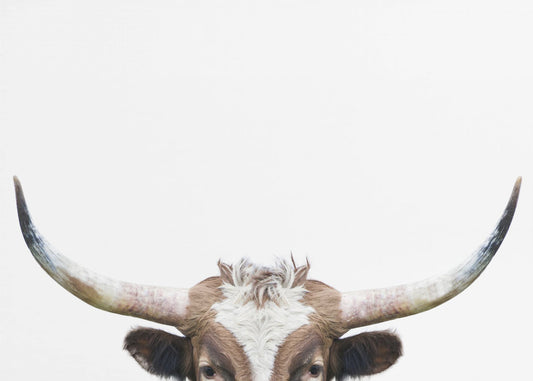 Peeking Longhorn Cow | Canvas