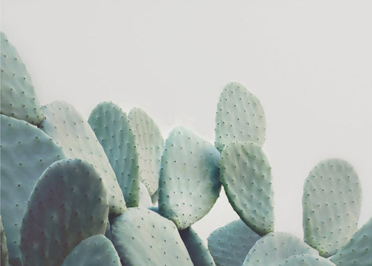 Pastel Cactus | Canvas